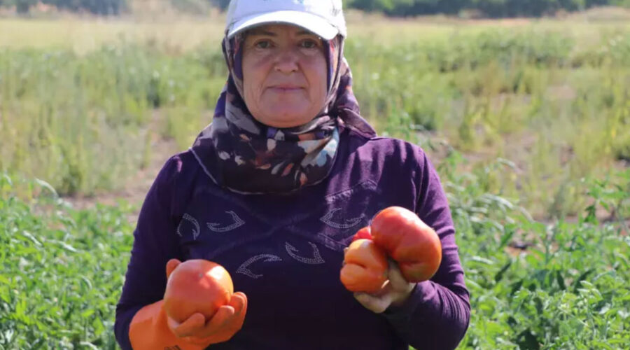 ata tohumundan elde edilen karahidir domatesinde hasat basladi eyZbSIyU