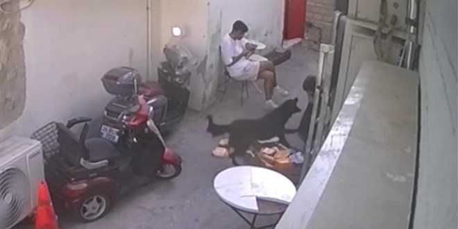 besledigi basibos kopek cocugu isirdi 9 bin 300 lira ceza kesildi NJebVp2p.jpg