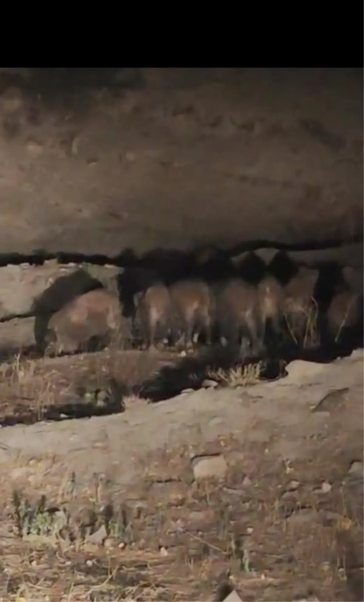 yaban domuzlari esenyamacta goruntulendi KnL8YXA8.jpg