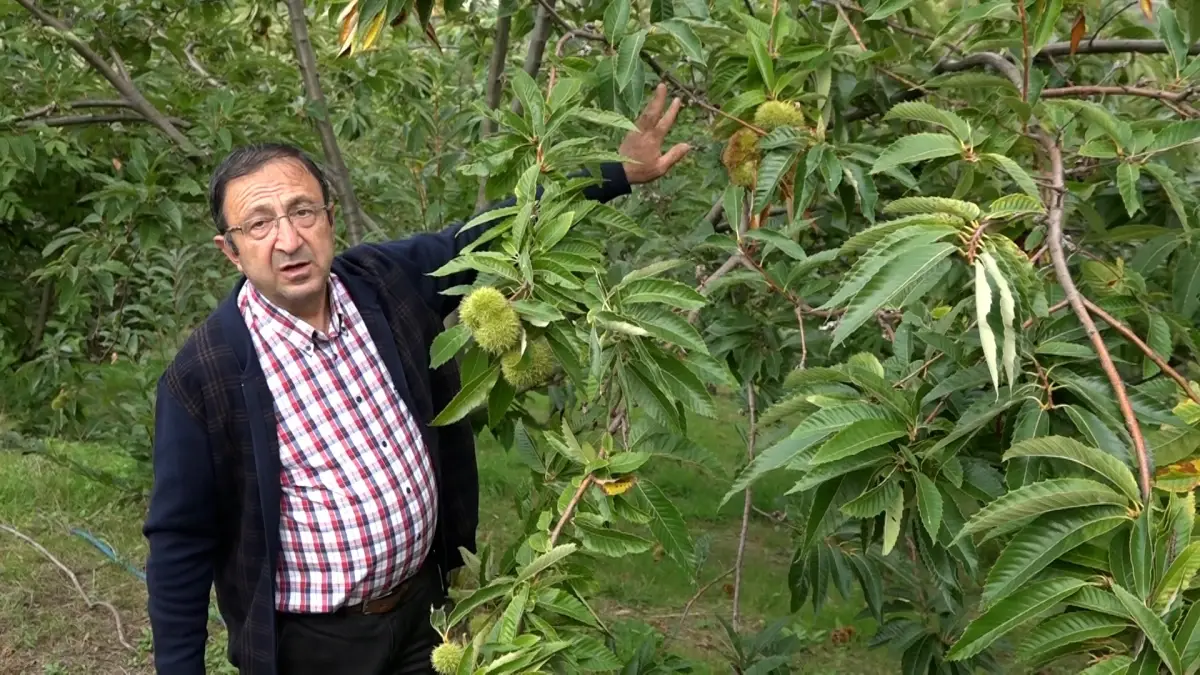 yeni kestane cesitleri hasat edildi AnlUGGCj