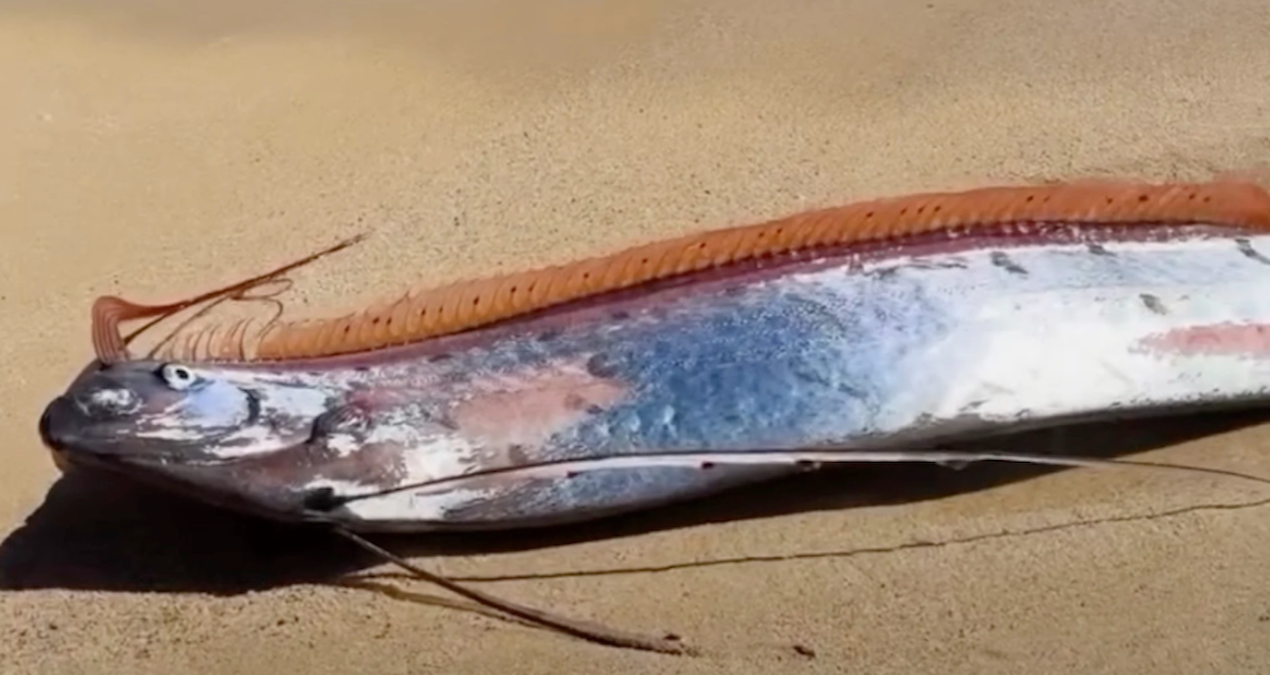 Kıyıya Vuran ‘Kıyamet Balığı’ Felaket Endişesi Yarattı