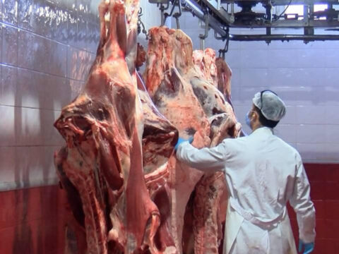 Kurban Bayramı öncesi uzmanlardan önemli uyarılar: Kurban eti nasıl korunmalı?