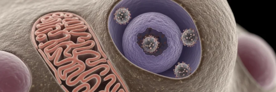 HPV Aşısının Önemi ve Koruma Mekanizması